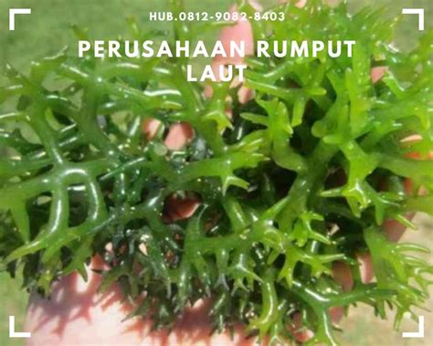 Gambar Rumput Laut Gracilaria Sp Carolyn Tucker