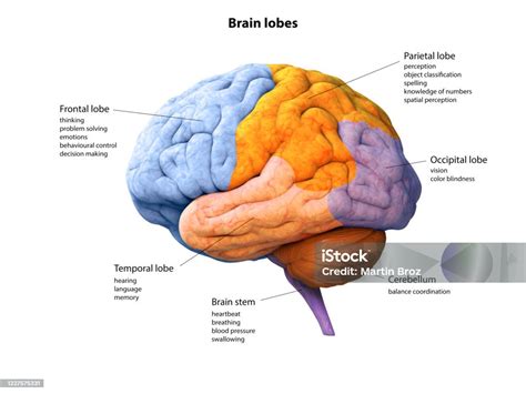 Digital Illustration Of Human Brain Lobe Lobes Anatomy 3d Rendering Stock Photo - Download Image ...