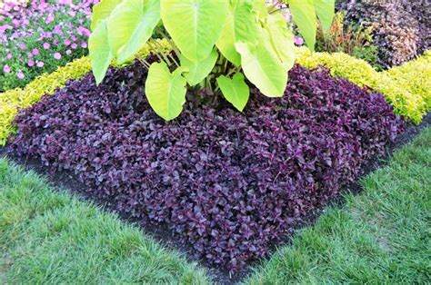 Iresine Herbstii Purple Lady Beefsteak Plant Garden Center Marketing