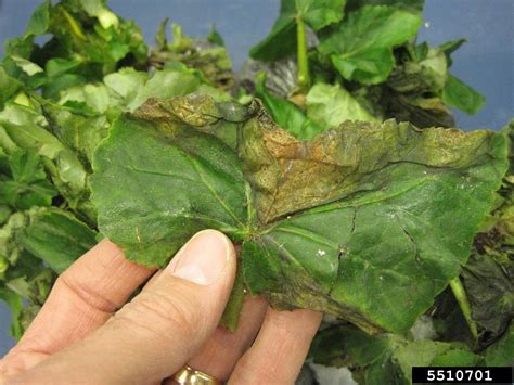 Bacterial Leaf Spot Of Begonias Bacterial Wilt Of Begonias Xanthomonas