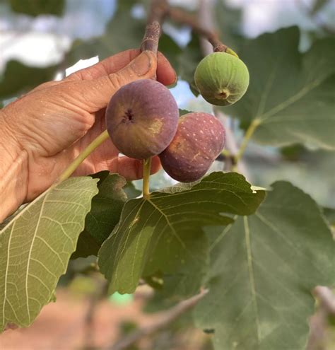 Preserved Baby Green Figs Recipe Edible Eden Design