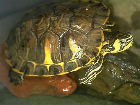 キバラガメ - は虫類 - 動物 - Yahoo!きっず図鑑