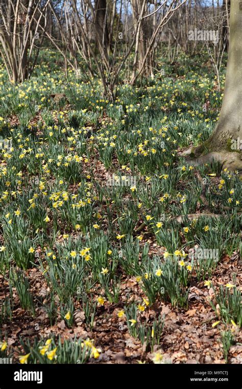 Wild Daffodils In Shaw Common Woodpart Of Dymock Woods In