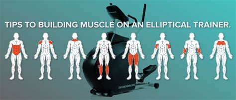 What Muscles Does The Elliptical Work Cardio Point Medium