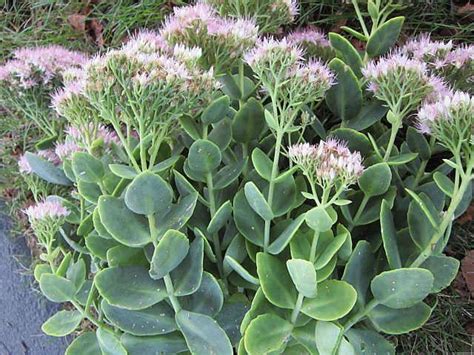 Photo Of The Entire Plant Of Stonecrop Hylotelephium Spectabile