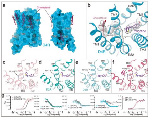 Cell Research 徐华强团队合作揭示多巴胺受体系统介导药物分子多重药理学活性的结构基础 药时代drugtimes