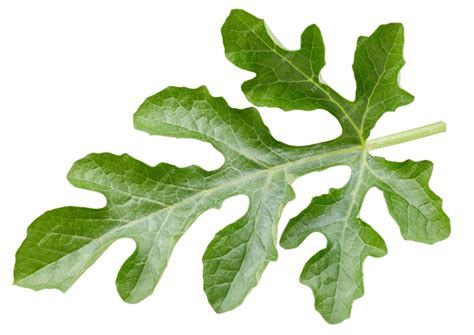 premium photo watermelon leaves isolated  white surface watermelon