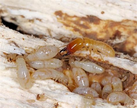 4 Types Of Termites In Arizona And How To Identify Them