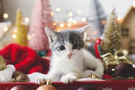 Christmas Cat 사진 Unsplash에서 무료 이미지 다운로드