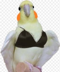 Create Meme Parrot In Her Bra Corella Parrot Sings Parrot Funny