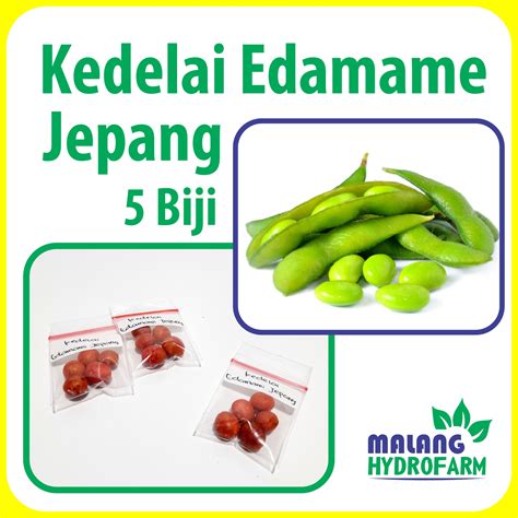 Benih Kedelai Edamame Jepang Biji Unggulan Berkualitas Bibit