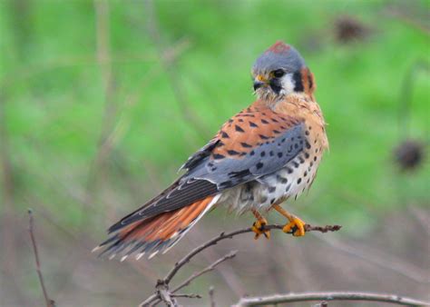 American Kestrel — Sacramento Audubon Society