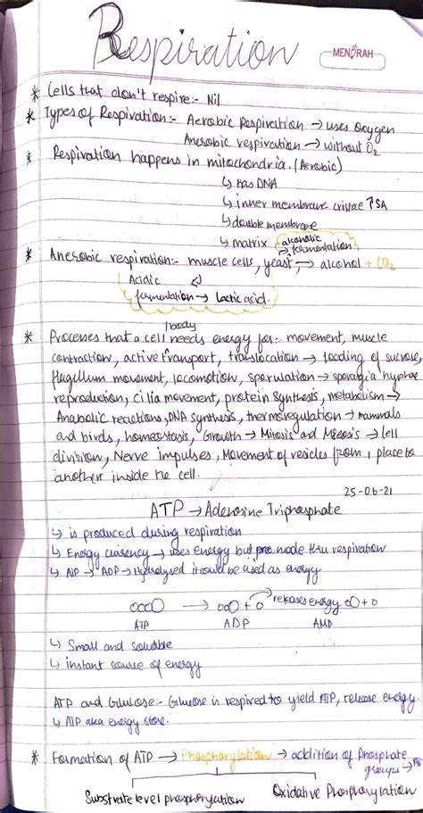 Solution Respiration Handwritten Notes A Level Biology Studypool