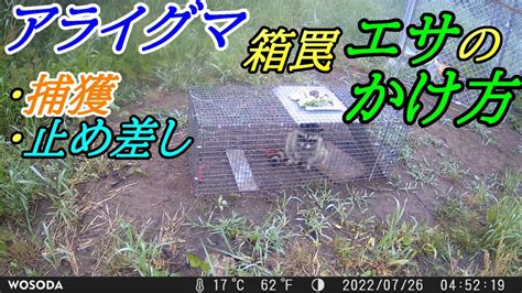 アライグマ箱罠のエサのかけ方～捕獲～電気止め差し Youtube