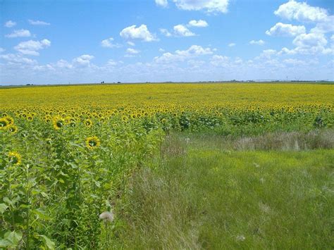 A different cash crop in the Farming forum - Garden.org