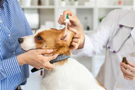 Agendamento De Exames Laboratoriais Para Cachorro Morro Da Teresinha