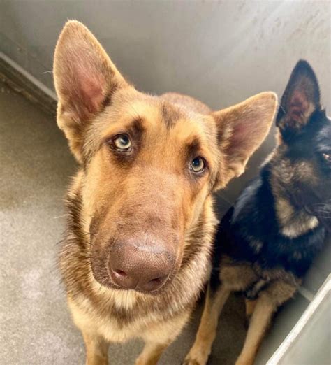 Heartbreaking Situation As Bonded Pair Of Beautiful Shepherds Beg To Be