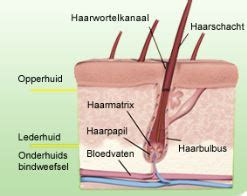 Hoe Is Haargroei Te Stimuleren Zantman Kliniek