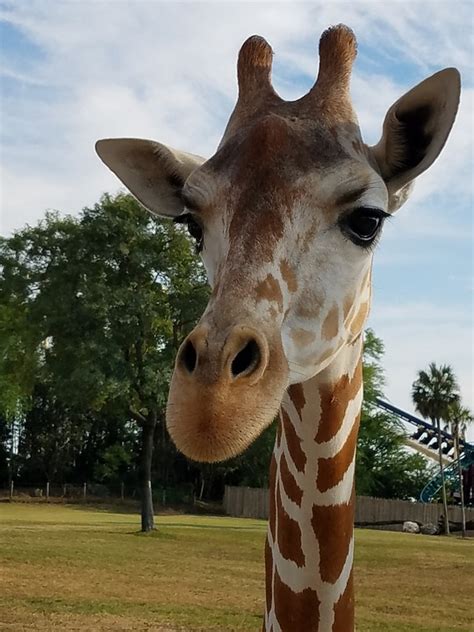 Giraffe Hörner Tier Kostenloses Foto auf Pixabay