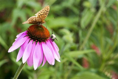 6 WAYS TO SUPPORT POLLINATORS IN YOUR GARDEN | Kellogg Garden Products