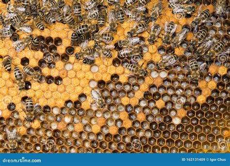 Bee Hive, Frame with Bees 2019 Stock Image - Image of honeyed, nature: 162131409