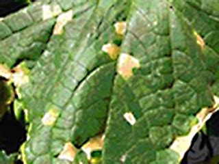 Bitterguard Downy Mildew 2 RMLISPL For Farmers Flickr