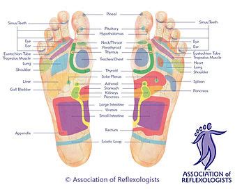 Fertility, pregnancy reflexology | Heart of reflexology | Aldershot