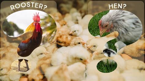 Sex Linked Breeding In Poultry Part 1 By Fiona