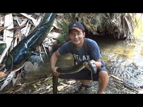 Mancing Ikan Sidat Poin Jumbo Di Sungai Yang Sangat Jernih Youtube