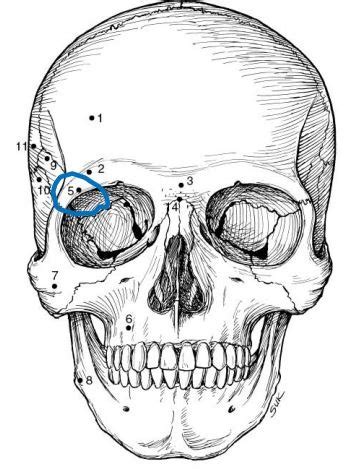 Arrt Boards Prep Anatomy And Physiology Skull Bony Anatomy