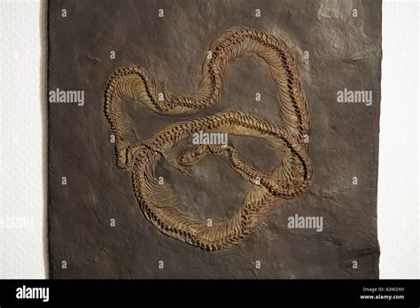 Fossil Snake Stock Photo - Alamy