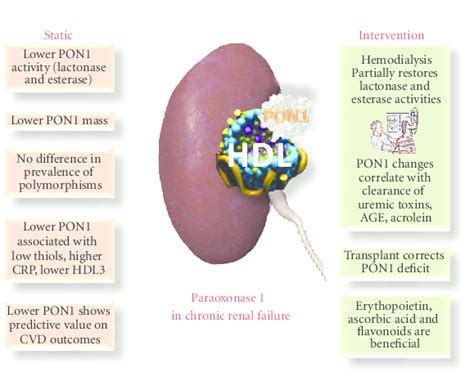 paraoxonase  activity  function  compromised  chronic renal