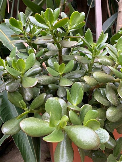 Jade Succulent Plant In 2020 Jade Succulent Planting Succulents Plants