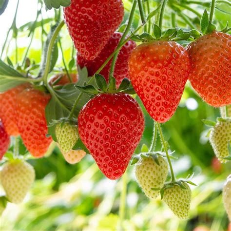 Sadzonki Truskawki Ostara Szt Poziomkowa Powtarzaj Ca Owocowanie