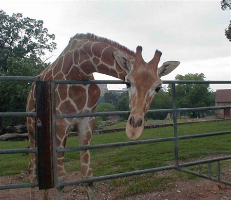 Little Rock, Arkansas: Little Rock Zoo photo, picture, image