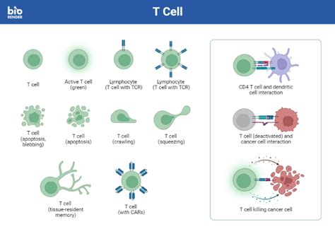 Icon Pack T Cell BioRender Science Templates