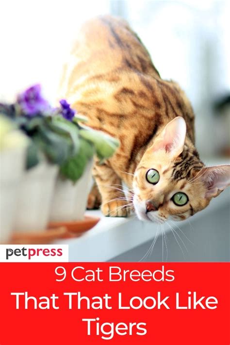 9 Cats That Look Like Tigers A Guide To Tiger Like Cat Breeds