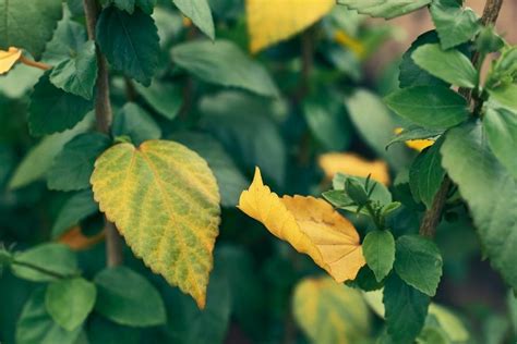 Top 7 Why Is My Hibiscus Leaves Turning Yellow