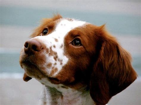 Brittany Spaniel Puppy | Brittany spaniel dogs, Dog breeds, Brittany ...