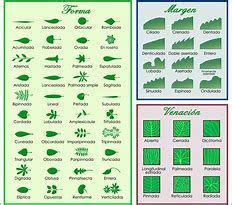 Image result for Perennial Flower Identification Key | Leaf ...