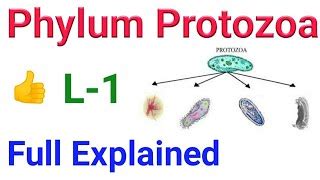 Phylum Protozoa General Character And Classification Doovi