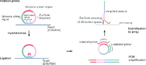 Schematic View For Padlock Probe Hybridisation Ligation And Pcr