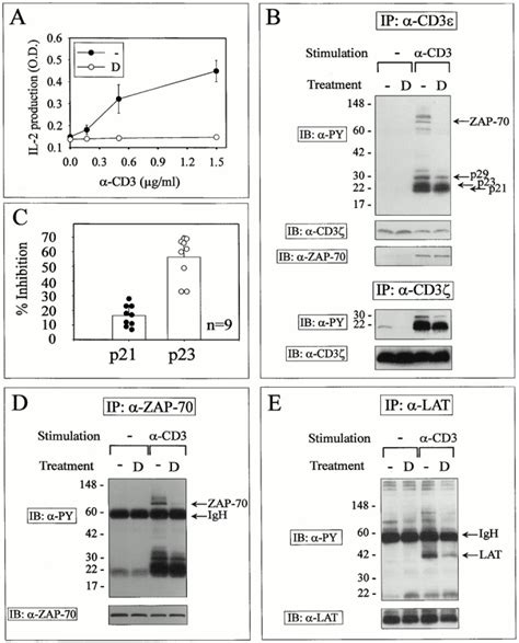 DEX Causes Partial Signaling In Anti CD3stimulated T Cell Hybridoma