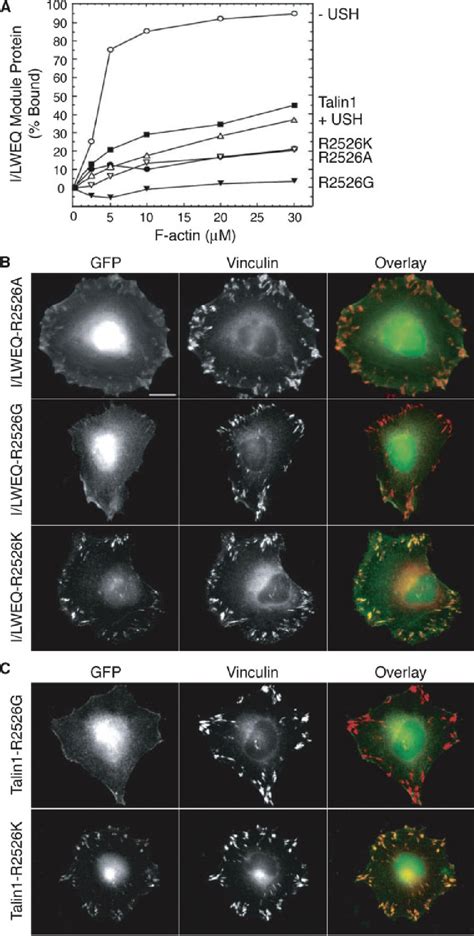 Figure 6 From The Conserved C Terminal I LWEQ Module Targets Talin1 To