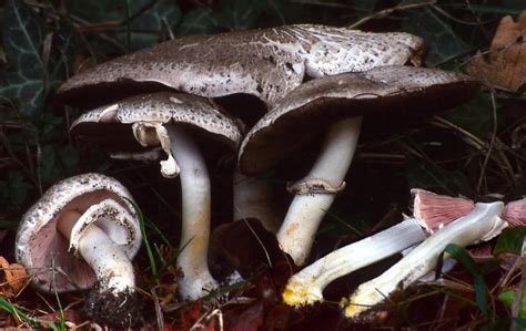 Agaricus Moelleri The Ultimate Mushroom Guide