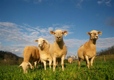 Sheep & Goat Lessons and Resources — #TeachKyAg