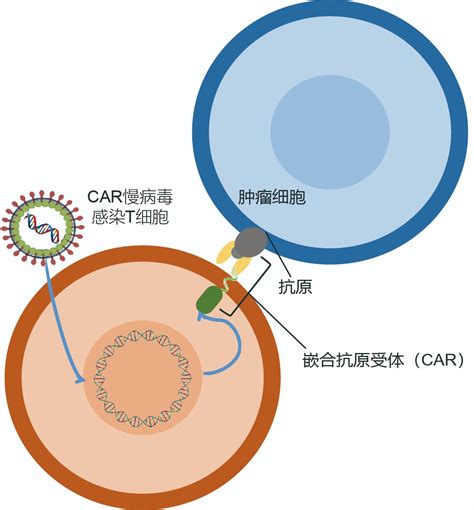 Car T发现之旅 爱康得生物科技（苏州）有限公司