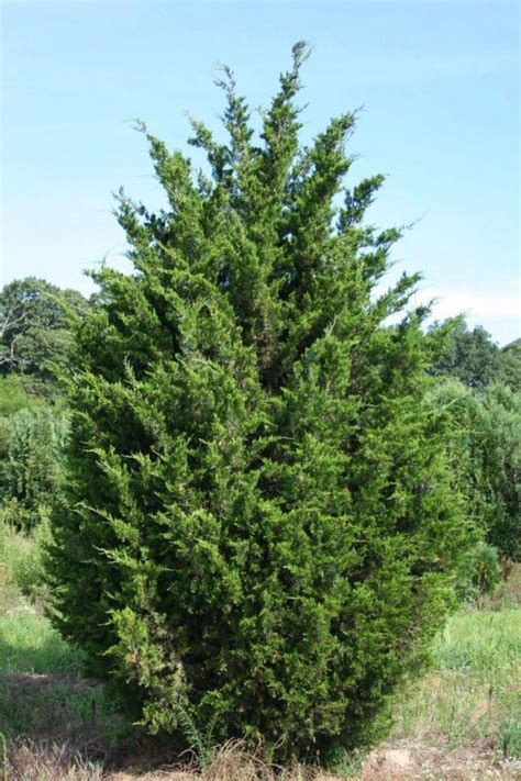 JUNIPERUS VIRGINIANA EASTERN RED CEDAR Marksmen Landscaping LLC