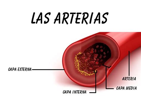 Las Arterias Paxala