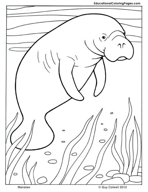 Manatee coloring | Animal Coloring Pages for Kids